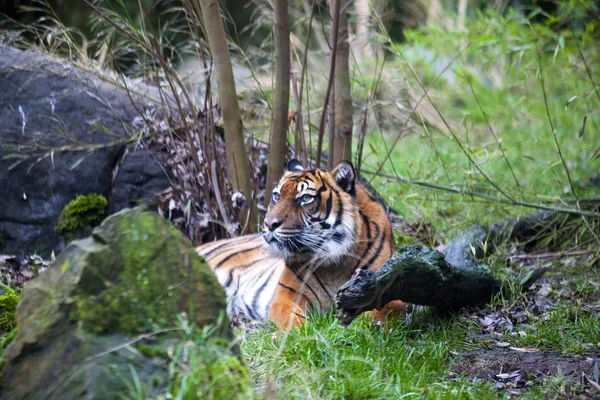 Старий великий тигр лежить в засідці, чекаючи здобичі тварин в лісі . — стокове фото