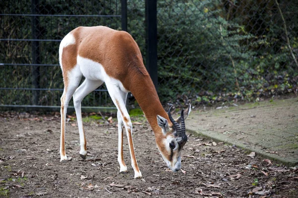 Young female gazelles eating grass in the zoo aviary. Springbok Antidorcas marsupialis — Stock Photo, Image