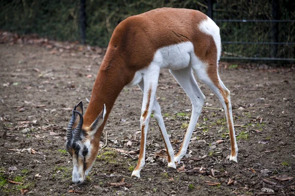 Mladé samice gazely jíst trávu v zoo Voliéra. Antilopa skákavá Antidorcas marsupialis — Stock fotografie