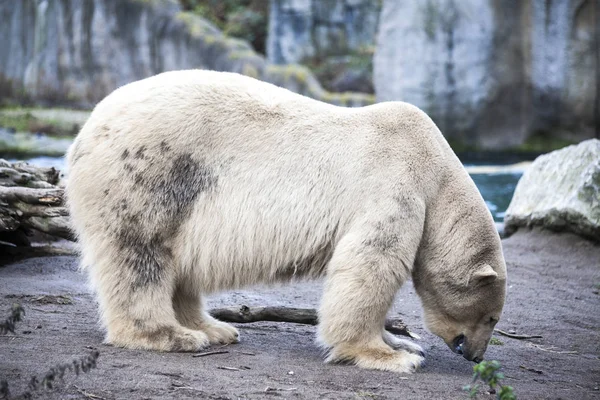 Eisbär aus nächster Nähe im Zoo. Ein großes Eisbärmännchen spaziert in der Zoovoliere. — Stockfoto