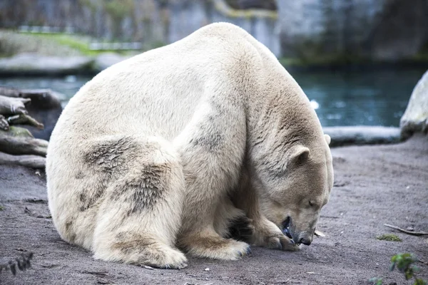 Eisbär aus nächster Nähe im Zoo. Ein großes Eisbärmännchen spaziert in der Zoovoliere. — Stockfoto