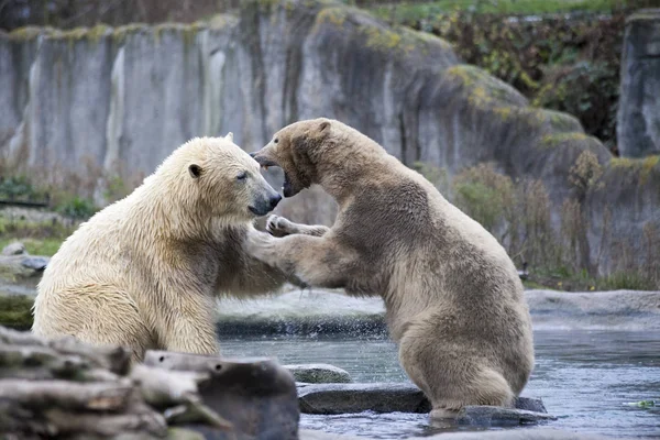 Два белых медведя дерутся и кусаются. Полярные медведи закрываются. Аляска, белый медведь. Большой белый медведь весной в лесу. Белый медведь на Аляске, скалы, трава, холодная весна . — стоковое фото