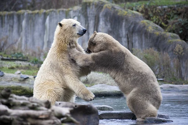 Два белых медведя дерутся и кусаются. Полярные медведи закрываются. Аляска, белый медведь. Большой белый медведь весной в лесу. Белый медведь на Аляске, скалы, трава, холодная весна . — стоковое фото