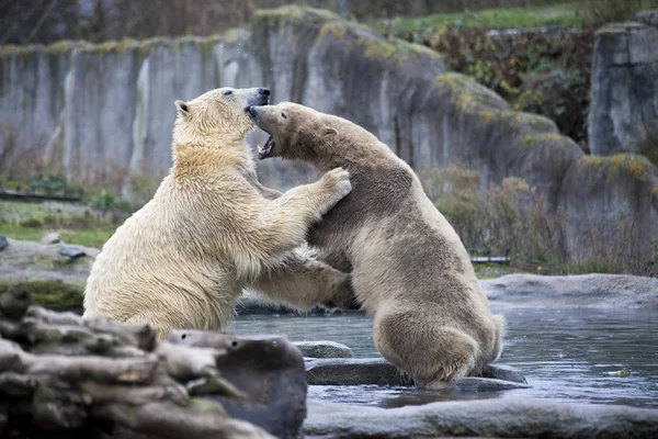 Два белых медведя дерутся и кусаются. Полярные медведи закрываются. Аляска, белый медведь. Большие белые медведи весной в лесу. Белые медведи на Аляске, скалы, трава, холодная весна . — стоковое фото