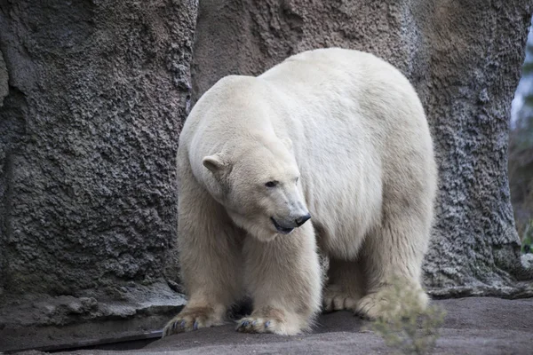 Alaska, orso polare. Grande orso bianco in primavera nella foresta. L'orso polare è in Alaska, rocce, erba, primavera fredda . — Foto Stock