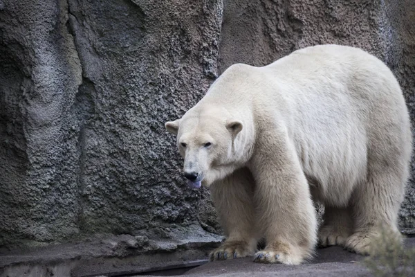 Белый медведь крупным планом в зоопарке. Большой белый медведь, гуляющий в птичнике зоопарка . — стоковое фото