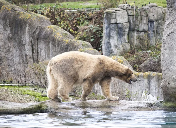 빅 화이트 곰입니다. 북극곰은 바다에서 수영에 대 한 갑니다. 이른 봄에 알래스카 야생 곰에서 물고기를 잡는 다. — 스톡 사진