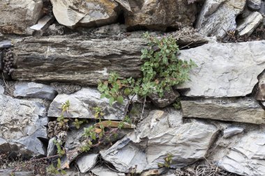 Eski bir taş yeşil çim kahverengi, beyaz, siyah büyük taş duvar. Avrupa'nın Ortaçağ kaleleri klasik duvar duvarları.