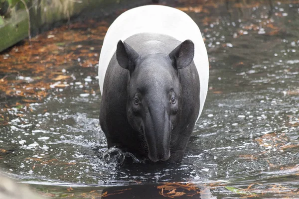Mužské tapír, plavání v řece v džungli . — Stock fotografie