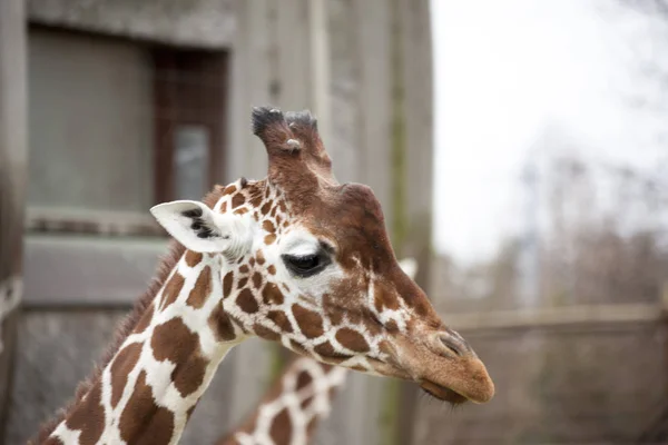 Head of an adult giraffe close-up. Giraffe in the zoo aviary — Stock Photo, Image