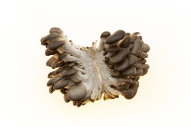 Miselyum bölümünde iki parçaya ayrılmıştır. Beyaz arka plan portre üzerinde istiridye mantar taze mantar.