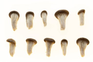 Mantar mantar closeup üzerinde beyaz bir arka plan ayarlamak beyaz bir arka plan üzerinde topluluğu.