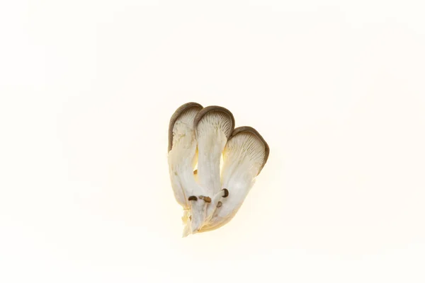 Ойстерські гриби свіжі гриби на білому тлі крупним планом . — стокове фото