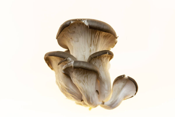 Oyster mushrooms fresh mushrooms on a white background closeup.