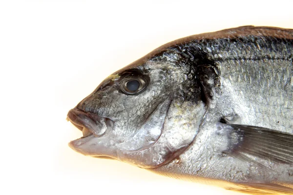 Fisch-Wolfsbarsch-Nahaufnahme auf weißem Hintergrund. mediterraner köstlicher frischer Fisch. — Stockfoto