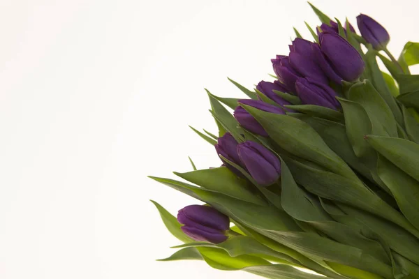 Fresh Dutch tulips a bouquet of purple flowers on a white background. — Stock Photo, Image