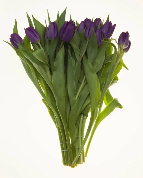 Fresh Dutch tulips a bouquet of purple flowers on a white background. — Stock Photo, Image