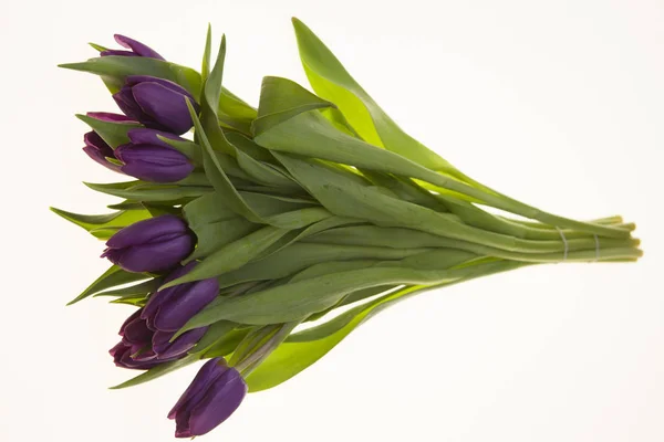 Fresh Dutch tulips a bouquet of purple flowers on a white background. — Stock Photo, Image