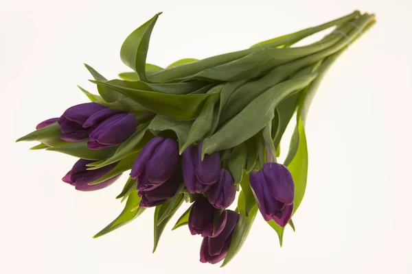 A fehér alapon, lila virágok csokor friss holland tulipán. — Stock Fotó