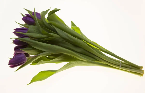 Fresh Dutch tulips a bouquet of purple flowers on a white background. — Stock Photo, Image