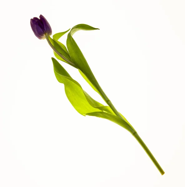 Flor sola Tulipán Holandés primer plano sobre fondo blanco.Tarjeta con flores para invitaciones de boda aniversario . — Foto de Stock