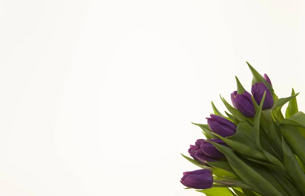 Фон для вітальної листівки з квітами тюльпанів. Листівка з квітами на річницю запрошення на весілля . — стокове фото
