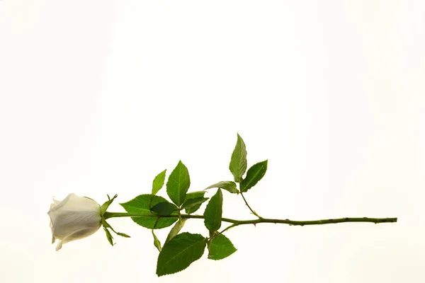 Vit ros blomma närbild på en vit bakgrund. Bakgrund för gratulationskort med plats för text — Stockfoto