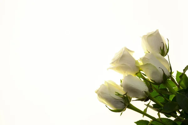 Ramo de rosas blancas frescas de primer plano sobre un fondo blanco. Fondo para la tarjeta de felicitación con lugar para el texto —  Fotos de Stock