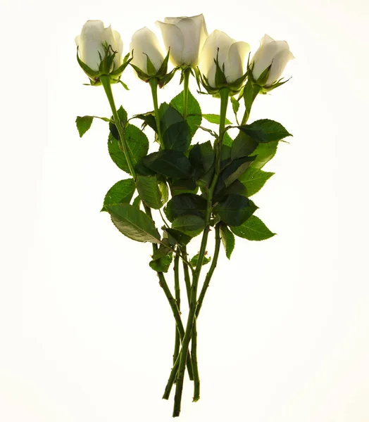Μπουκέτο με φρέσκα λευκά τριαντάφυλλα κινηματογραφήσεων σε λευκό φόντο. Φόντο για Ευχετήρια κάρτα με χώρο για κείμενο — Φωτογραφία Αρχείου