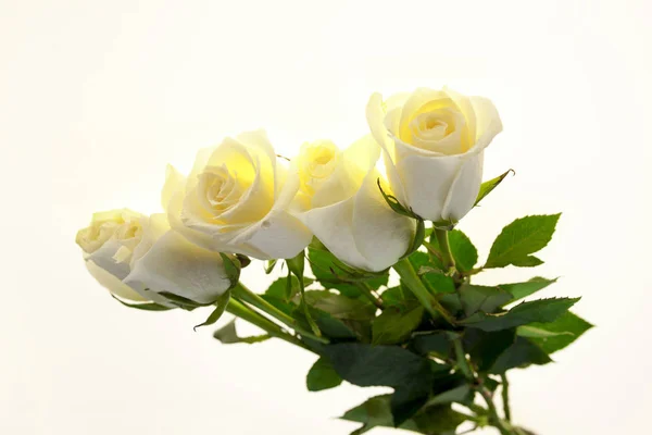 Букет зі свіжих білих троянд крупним планом на білому тлі. Фон для вітальної листівки з місцем для тексту — стокове фото
