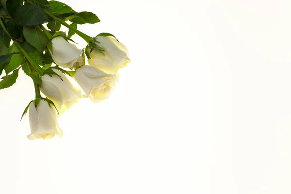 Mooie witte rozen boeket, achtergrond voor bruiloft kaarten, wenskaart voor verjaardag. — Stockfoto