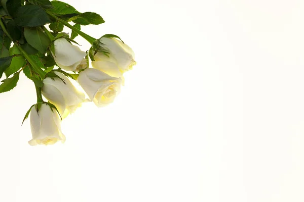 Rosas brancas bonitas no buquê, fundo para cartões de casamento, cartão de felicitações para o aniversário . — Fotografia de Stock