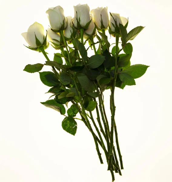 Όμορφα λευκά τριαντάφυλλα σε μπουκέτο, φόντο για γαμήλιες κάρτες, ευχετήριες κάρτες για γενέθλια. — Φωτογραφία Αρχείου