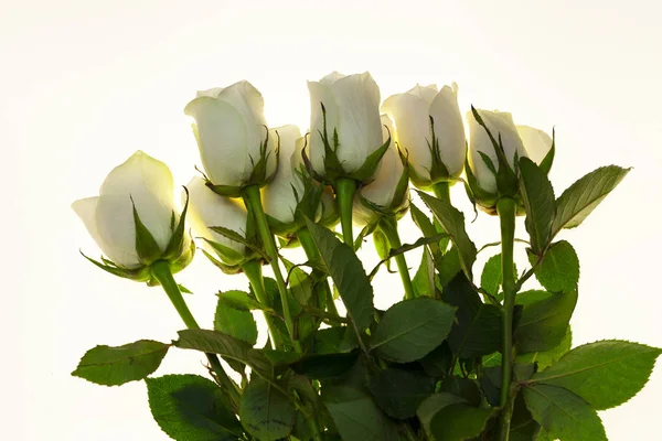 아름 다운 흰 장미 꽃다발, 웨딩 카드에 대 한 배경, 생일에 대 한 인사말 카드. — 스톡 사진