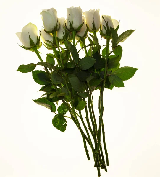 Rosas brancas bonitas no buquê, fundo para cartões de casamento, cartão de felicitações para o aniversário . — Fotografia de Stock