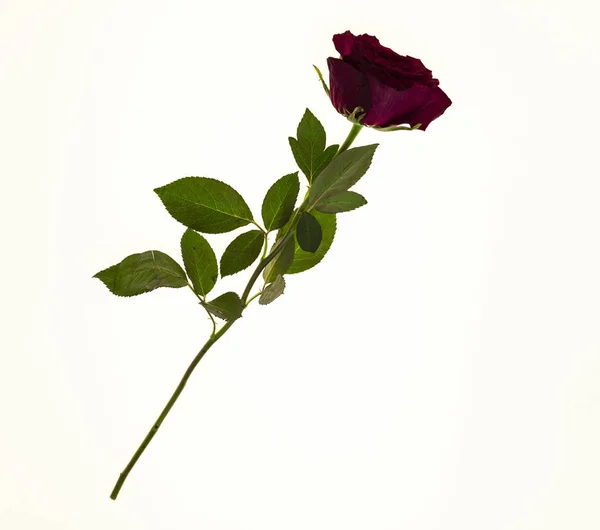 Velké čerstvé červené růže květ na bílém pozadí. Pozadí pro pohlednice s místem pro text — Stock fotografie