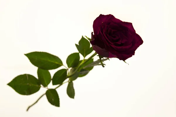 Μεγάλο φρέσκο κόκκινο τριαντάφυλλο σε άσπρο φόντο. Φόντο για Ευχετήρια κάρτα με χώρο για κείμενο — Φωτογραφία Αρχείου
