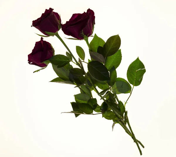 Belles roses dans le bouquet, fond pour les cartes de mariage, carte de voeux pour l'anniversaire . — Photo
