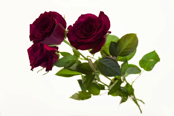 Belle rose nel bouquet, sfondo per i biglietti di nozze, biglietto di auguri per il compleanno . — Foto Stock