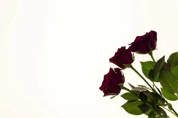Όμορφα τριαντάφυλλα στην ανθοδέσμη, φόντο για γαμήλιες κάρτες, ευχετήριες κάρτες για γενέθλια. — Φωτογραφία Αρχείου