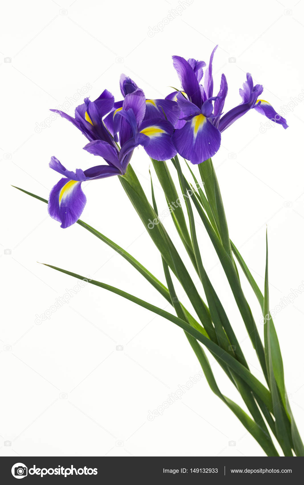 Violet Irises, Bulbous iris, Iris sibirica on white background . A