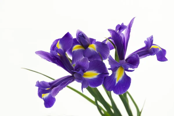 紫色的鸢尾花，一种球茎鸢尾、 虹膜杏白色背景上。一束紫色鸢尾花，白色背景上的特写. — 图库照片
