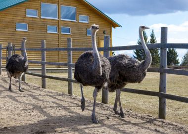 Ostriches in the paddock of the farm. clipart