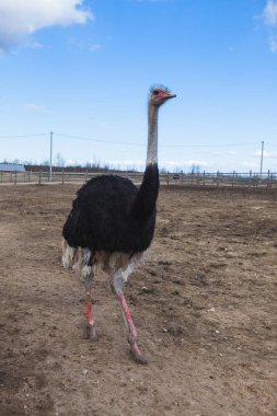 Afrikalı Devekuşu çiftliği erkek.