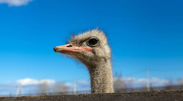 A avestruz Africano cabeça closeup no céu azul fundo . — Fotografia de Stock