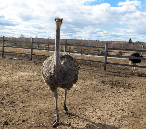Hembra de avestruz africano en la granja . —  Fotos de Stock