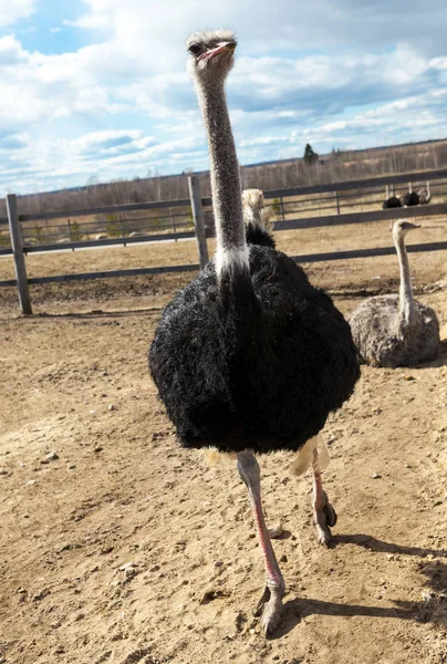 Mulher de avestruz africana na fazenda . — Fotografia de Stock