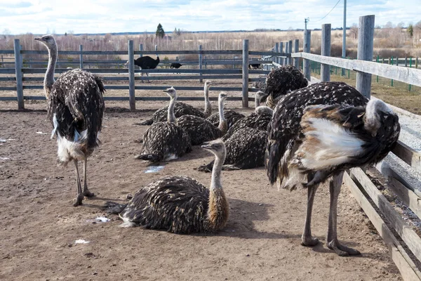 Una familia de avestruces en una granja en el pueblo, Australia . —  Fotos de Stock