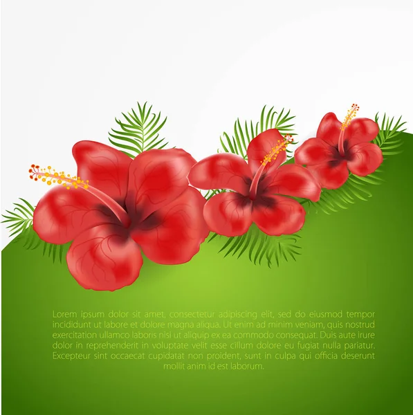 Exotiska tropiska hibiskusblommor. — Stock vektor