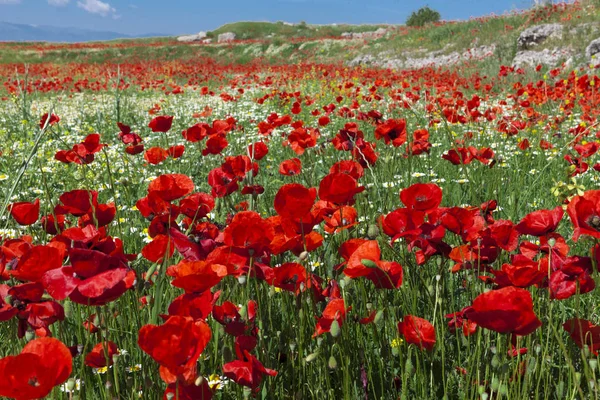 Un campo de flores de amapolas de color rojo brillante — Foto de Stock